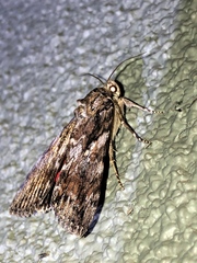Catocala aholibah
