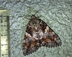 Catocala aholibah