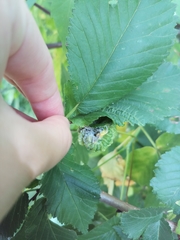 Eriosoma lanuginosum