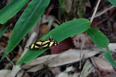 Psychostrophia melanargia