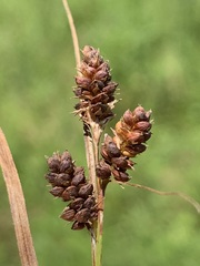 Carex complanata