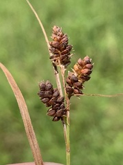 Carex complanata