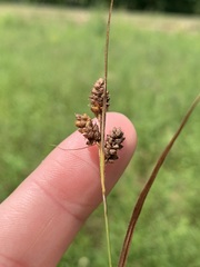 Carex complanata
