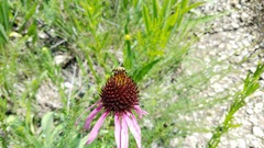 Typocerus octonotatus