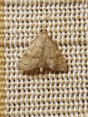 Udea fulvalis