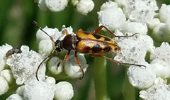 Typocerus octonotatus