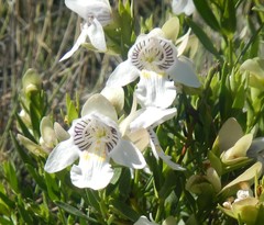 Prostanthera striatiflora