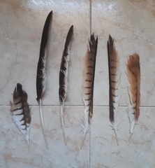 Milvus milvus