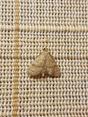Udea fulvalis
