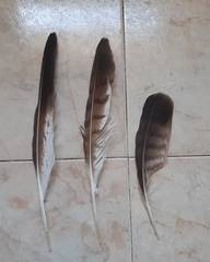 Buteo buteo