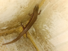 Subdoluseps bowringii