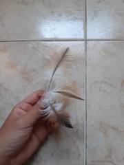 Milvus milvus