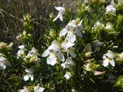 Prostanthera striatiflora