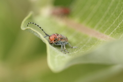 Tetraopes annulatus