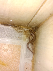 Subdoluseps bowringii