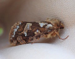 Korscheltellus fusconebulosa