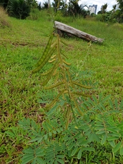 Tephrosia noctiflora