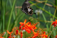 Papilio nephelus chaonulus