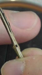 Xylosandrus compactus