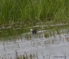 Nettapus coromandelianus