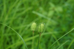 Carex squarrosa