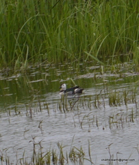 Nettapus coromandelianus