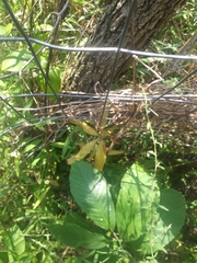 Lilium philadelphicum