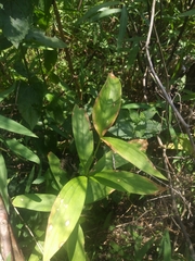 Lilium philadelphicum