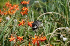 Papilio nephelus chaonulus