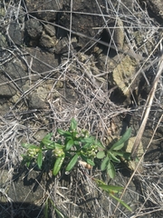 Polygala verticillata