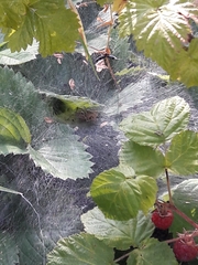 Agelena labyrinthica