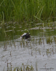 Nettapus coromandelianus