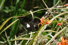 Papilio nephelus chaonulus