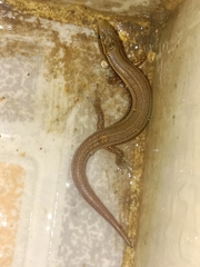 Subdoluseps bowringii