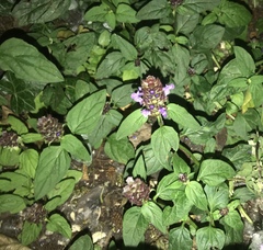 Prunella vulgaris