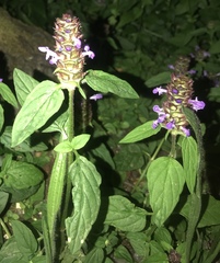 Prunella vulgaris