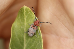 Tetraopes femoratus