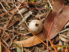 Lycoperdon scabrum