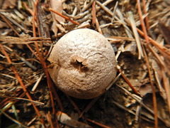 Lycoperdon scabrum
