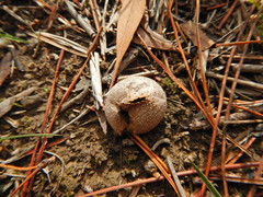 Lycoperdon scabrum