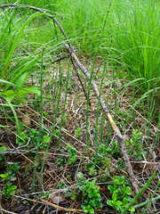 Equisetum × moorei