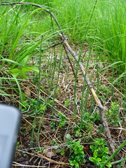 Equisetum × moorei