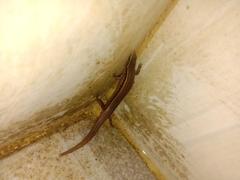 Subdoluseps bowringii