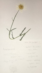 Leucanthemum vulgare