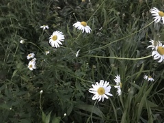 Leucanthemum vulgare