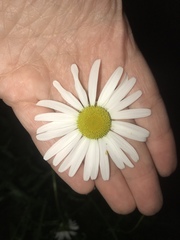 Leucanthemum vulgare