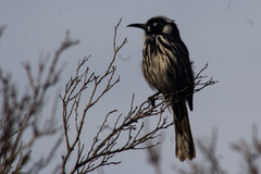 New Holland Honeyeater photo 6