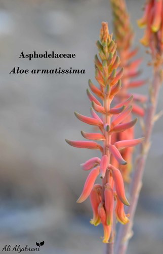 Aloe armatissima · iNaturalist