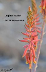 Aloe armatissima