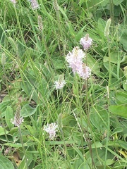 Plantago media